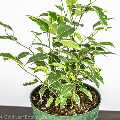 Ficus Benjamina Variegata Ontario Canada