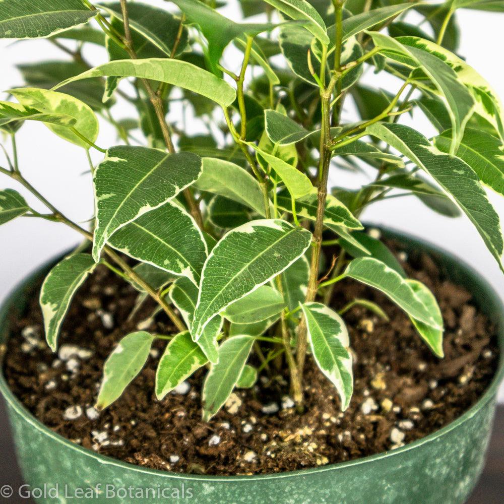 Ficus Benjamina Variegata Water