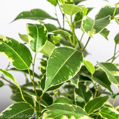 Ficus Benjamina Variegata Sun