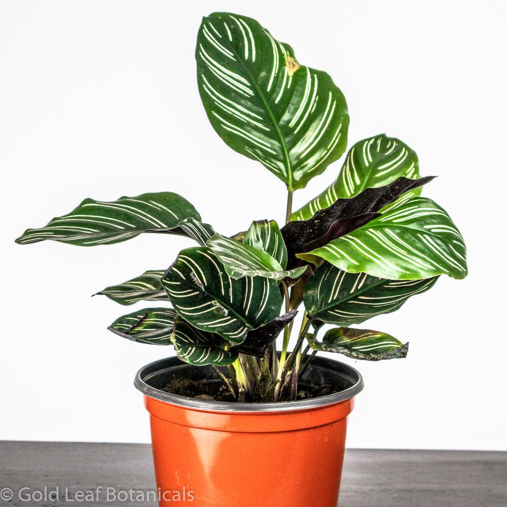 Calathea Ornata Pinstripe Care