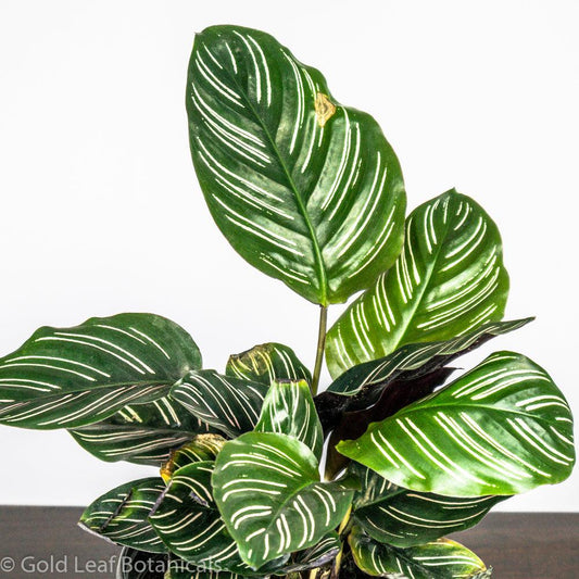 Calathea Ornata Pinstripe Care