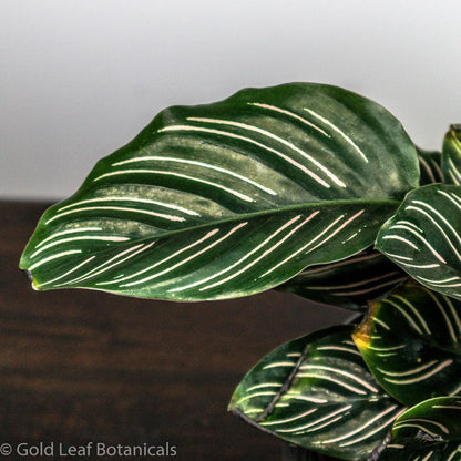 Calathea Ornata Pinstripe For Sale