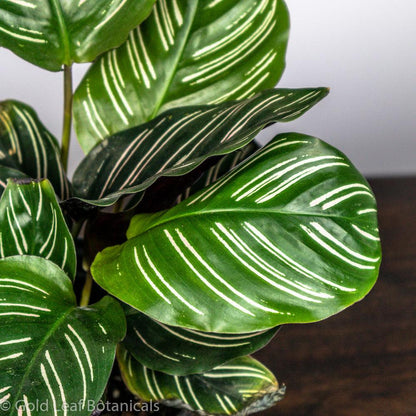 Calathea Ornata Pinstripe Ontario Canada