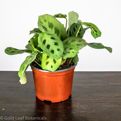prayer plant rabbit's foot Calathea Rabbit's Foot Care