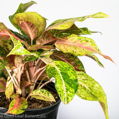 Buy Aglaonema Prosperity