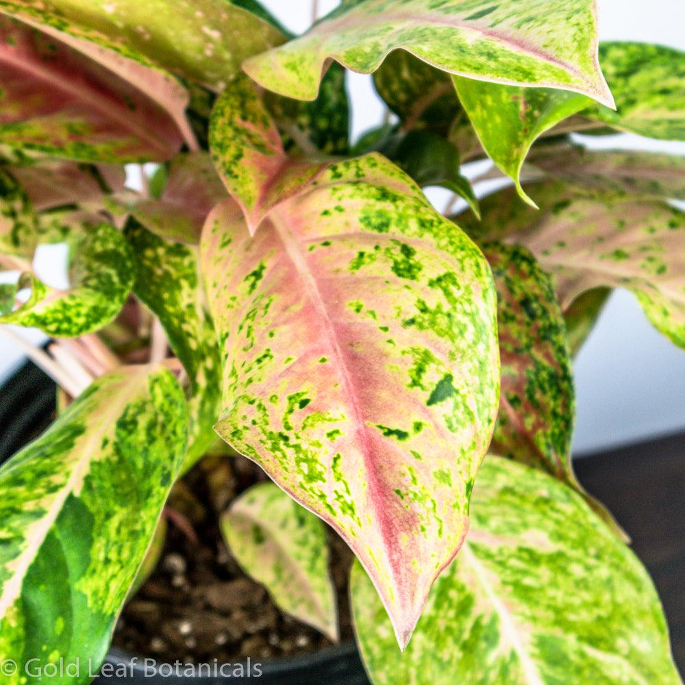 Aglaonema Prosperity For Sale in Ontario Canada