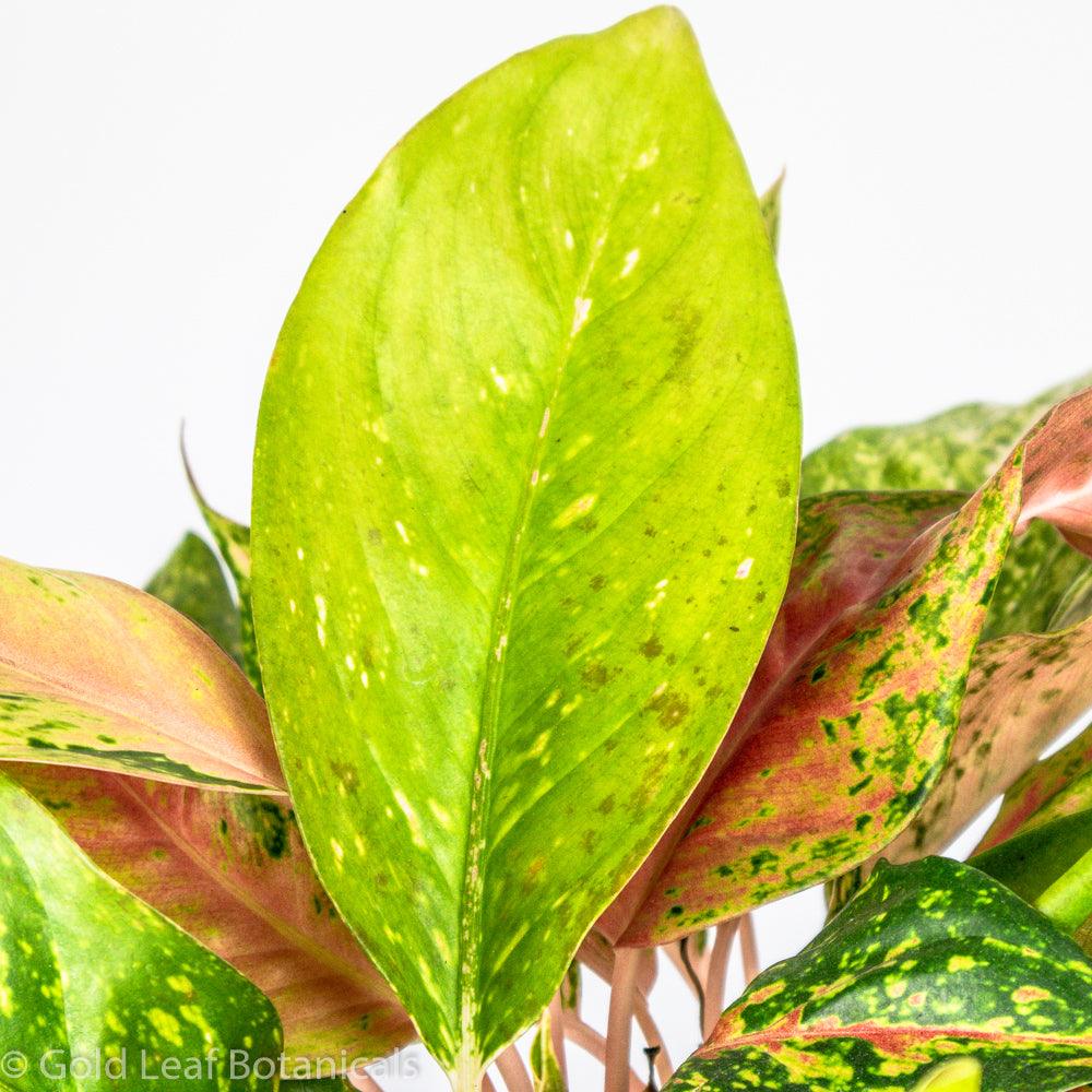 Aglaonema Prosperity Water Requirements