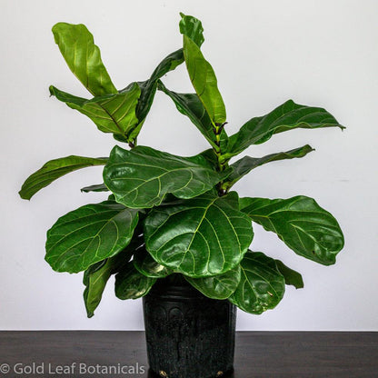 Fiddle Leaf Fig - Gold Leaf Botanicals