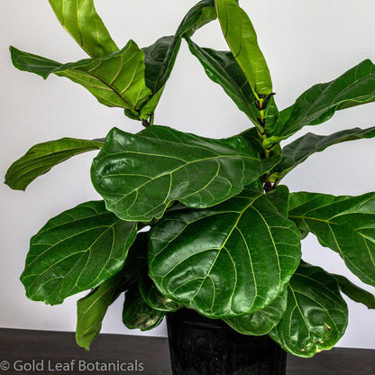 Fiddle Leaf Fig - Gold Leaf Botanicals