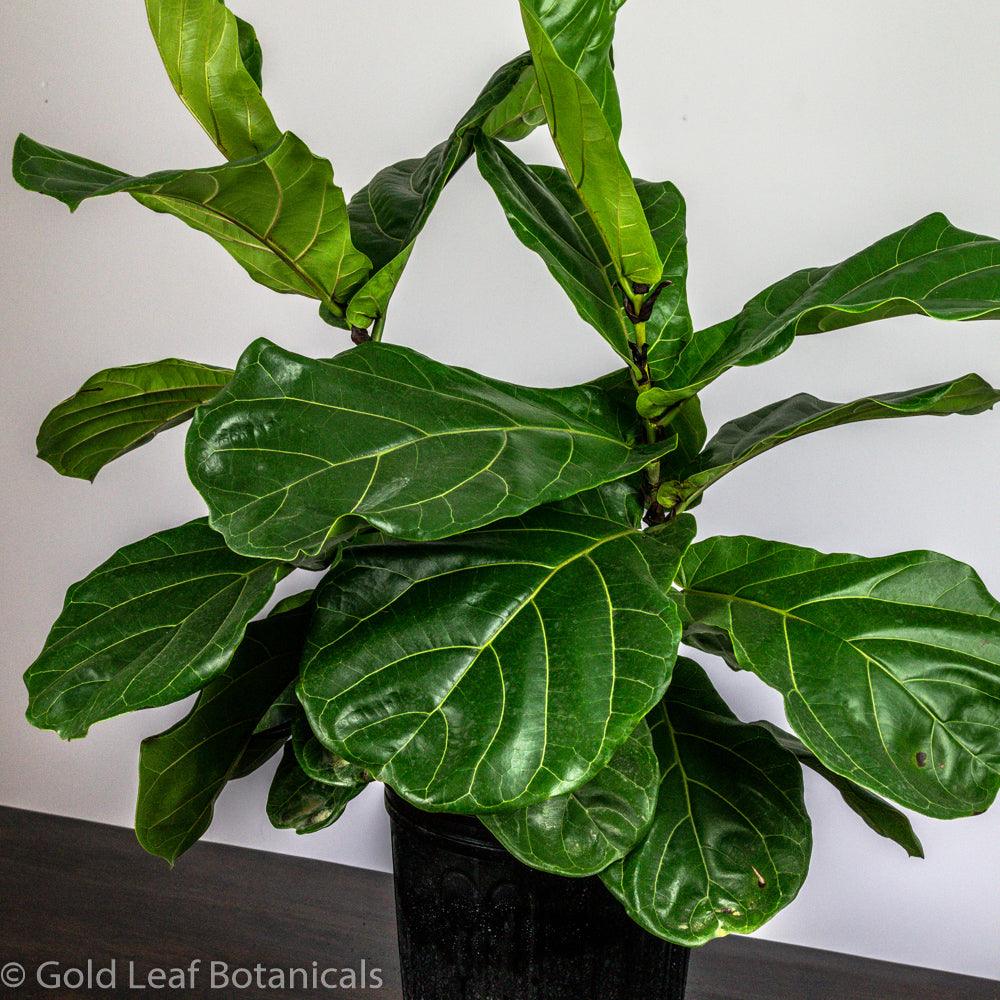 Fiddle Leaf Fig - Gold Leaf Botanicals