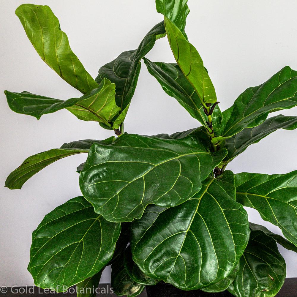 Fiddle Leaf Fig - Gold Leaf Botanicals