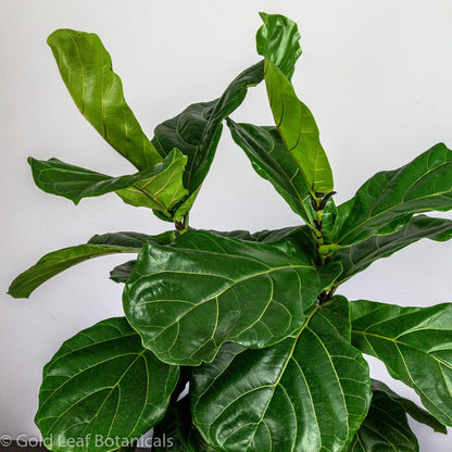 Fiddle Leaf Fig - Gold Leaf Botanicals