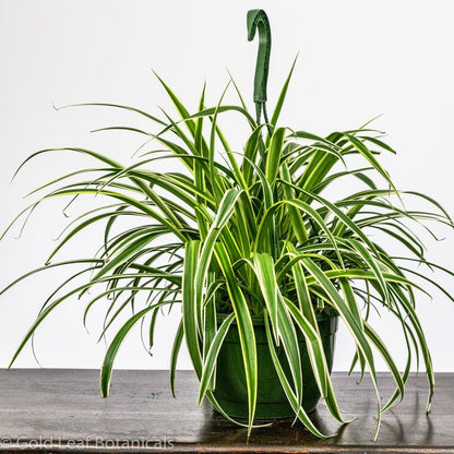 golden glow spider plant Variegated Spider Plant Care