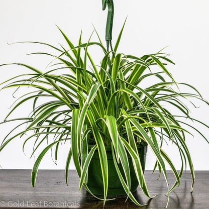 Variegated Spider Plant - Gold Leaf Botanicals