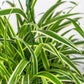 Variegated Spider Plant - Gold Leaf Botanicals