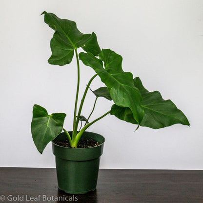 Philodendron Stenolobum - Gold Leaf Botanicals