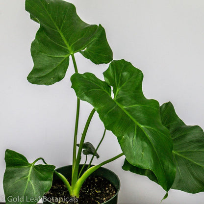 Philodendron Stenolobum - Gold Leaf Botanicals