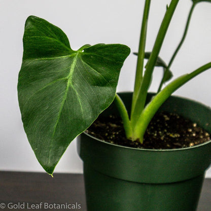 Philodendron Stenolobum - Gold Leaf Botanicals