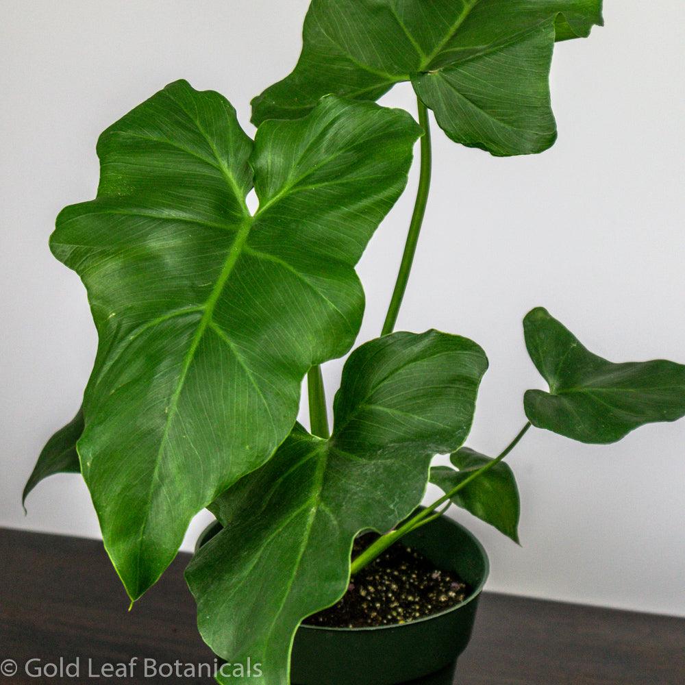 Philodendron Stenolobum - Gold Leaf Botanicals