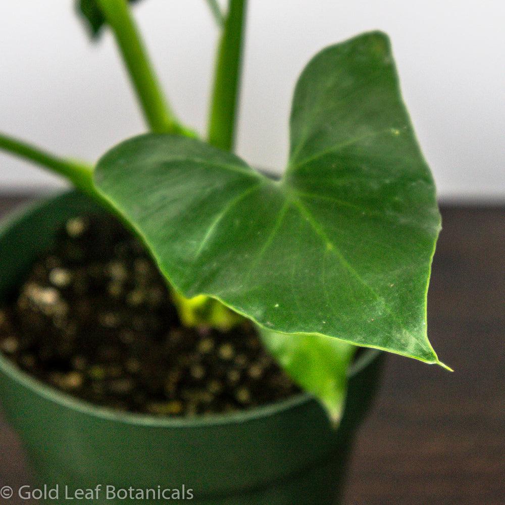 Philodendron Stenolobum - Gold Leaf Botanicals