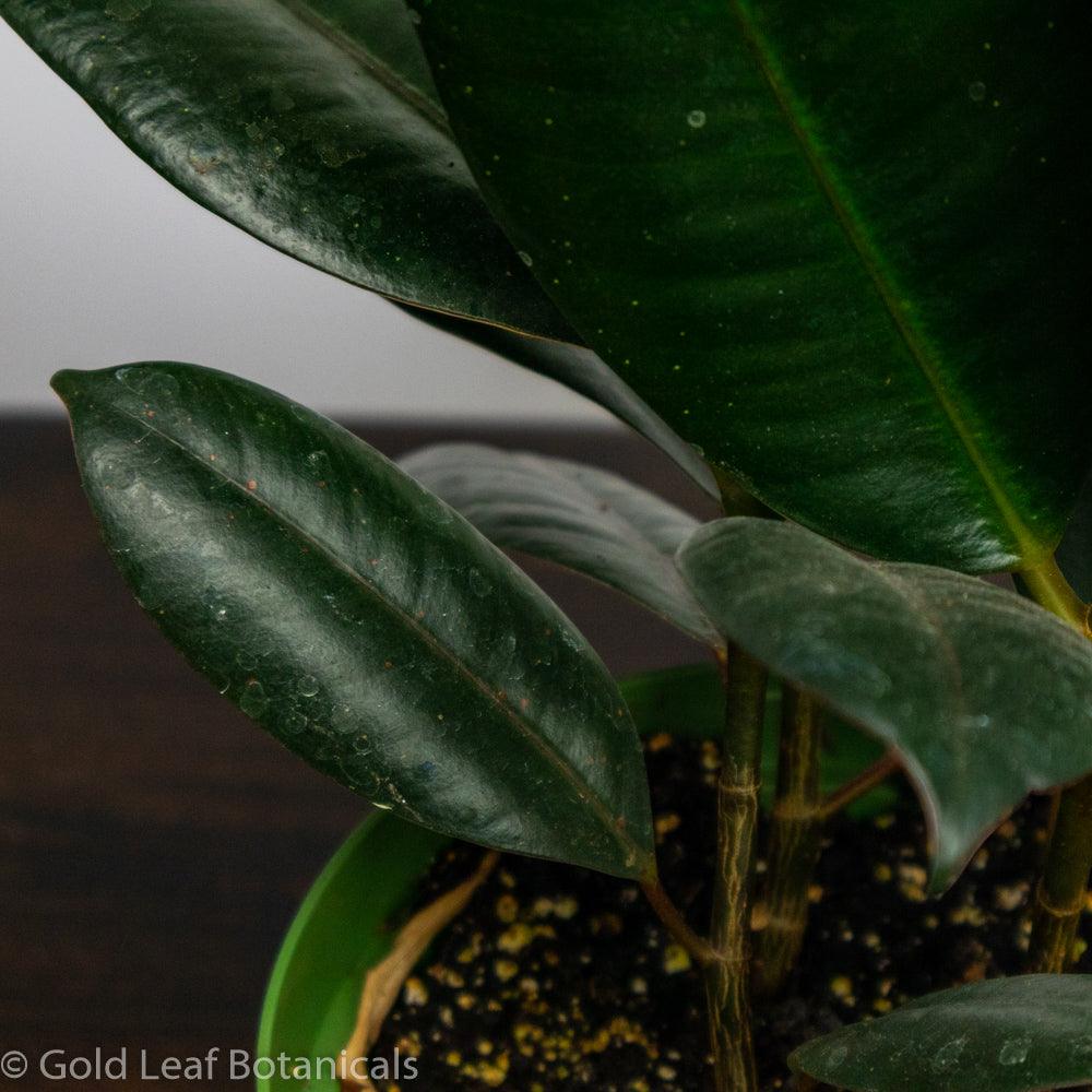 Burgundy Rubber Tree - Gold Leaf Botanicals