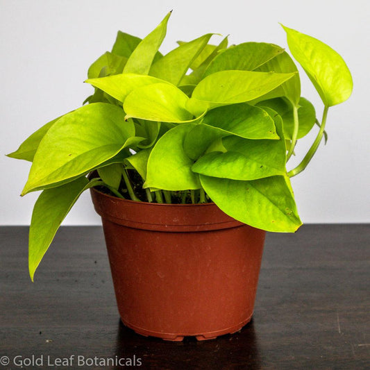 Neon Pothos - Gold Leaf Botanicals