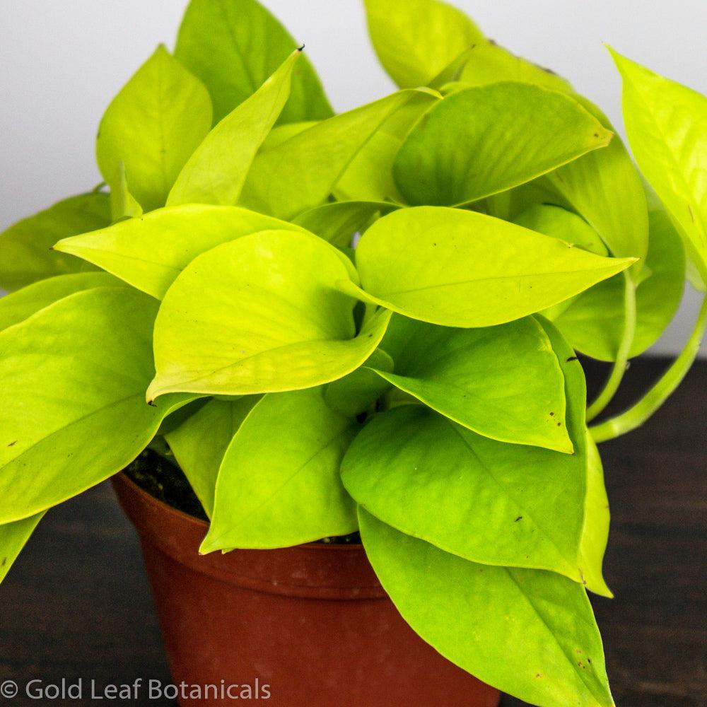 Neon Pothos - Gold Leaf Botanicals