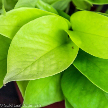 Neon Pothos - Gold Leaf Botanicals