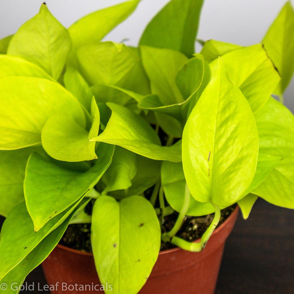 Neon Pothos - Gold Leaf Botanicals