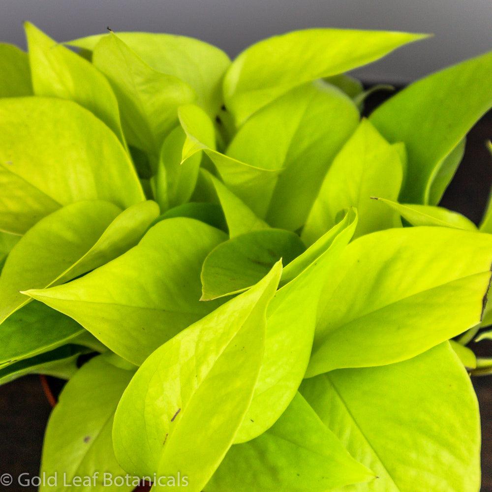 Neon Pothos - Gold Leaf Botanicals