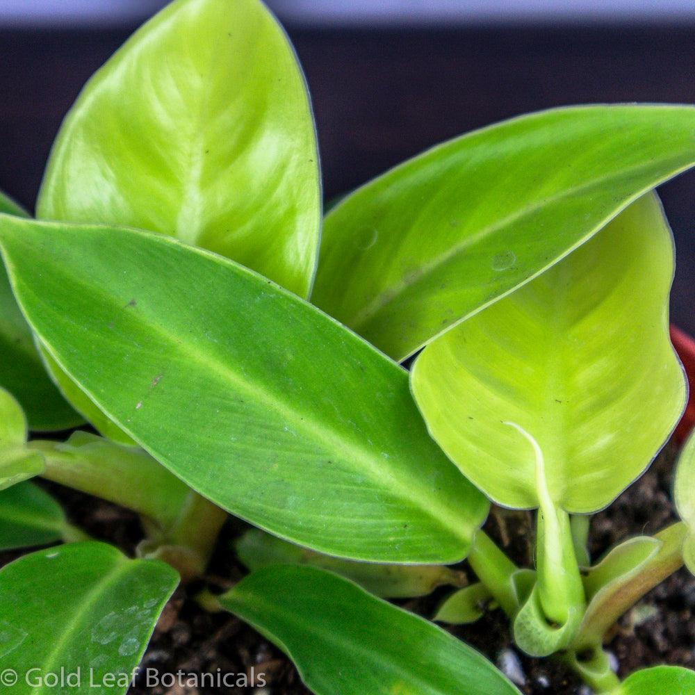 Philodendron Moonlight - Gold Leaf Botanicals