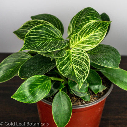 philodendron birkin in water 2024 Guide to Philodendron Birkin Care
