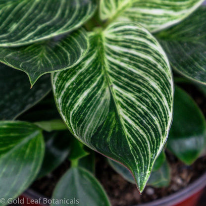 Philodendron Birkin - Gold Leaf Botanicals