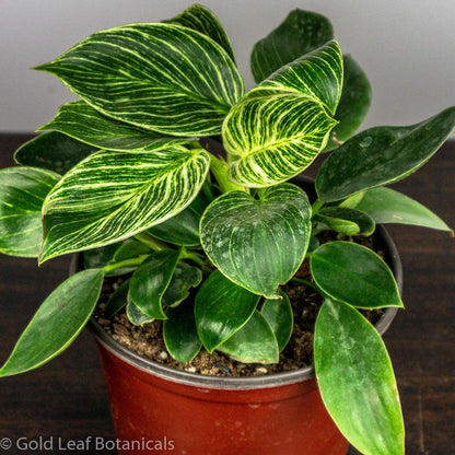 birkin philodendron light 2024 Guide to Philodendron Birkin Care