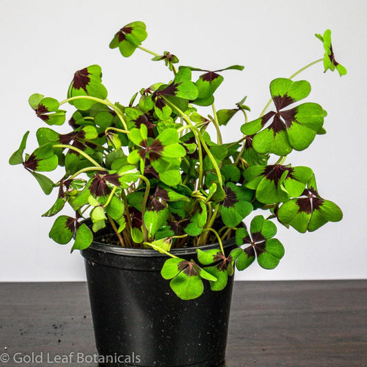 Oxalis Iron Cross - Gold Leaf Botanicals