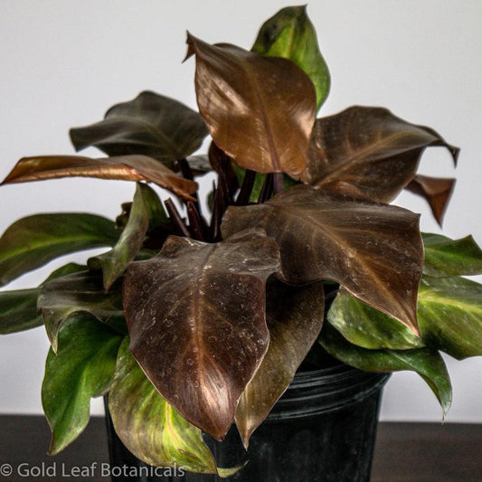 Philodendron McColley's Finale - Gold Leaf Botanicals