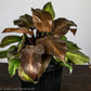 Philodendron McColley's Finale - Gold Leaf Botanicals