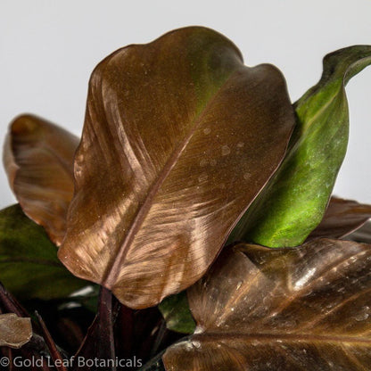 Philodendron McColley's Finale - Gold Leaf Botanicals