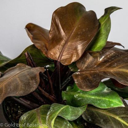 Philodendron McColley's Finale - Gold Leaf Botanicals