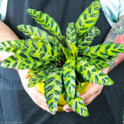 Calathea Rattlesnake - Gold Leaf Botanicals