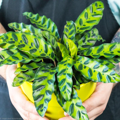 Calathea Rattlesnake - Gold Leaf Botanicals