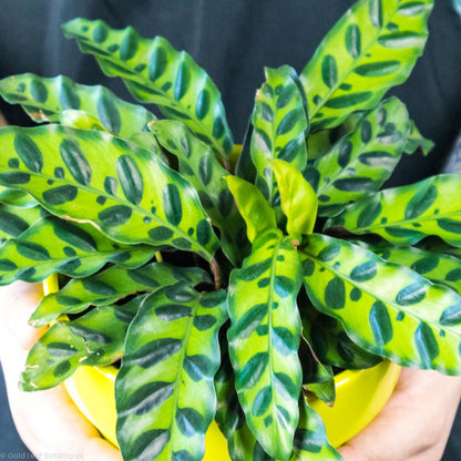 Calathea Rattlesnake - Gold Leaf Botanicals