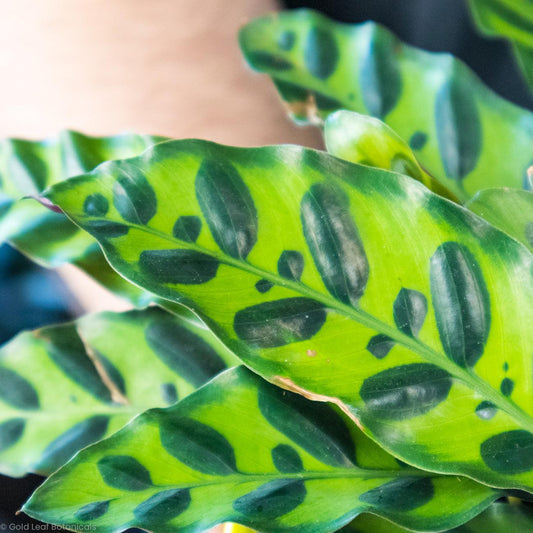 Calathea Rattlesnake - Gold Leaf Botanicals