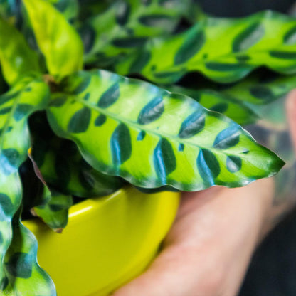 Calathea Rattlesnake - Gold Leaf Botanicals