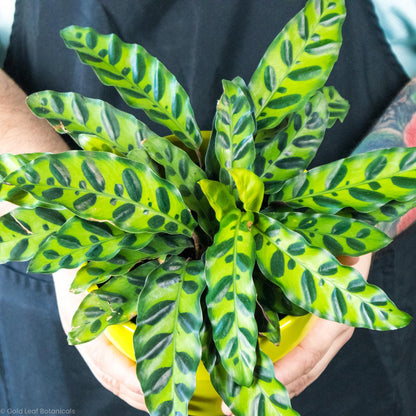 Calathea Rattlesnake - Gold Leaf Botanicals