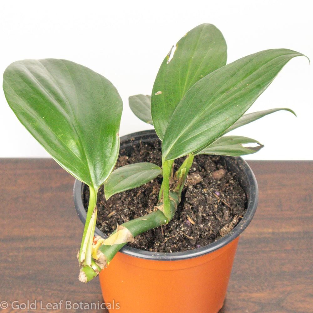 Monstera Plants for Sale - Gold Leaf Botanicals Plant Store