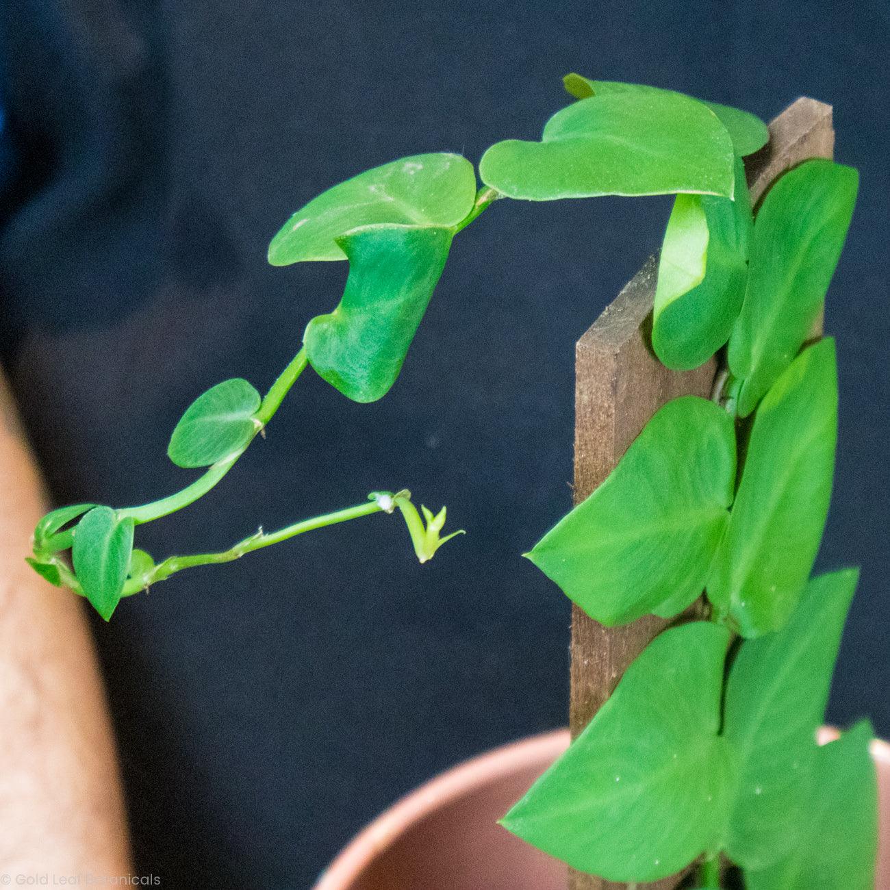 Rhaphidophora Hayi - Gold Leaf Botanicals