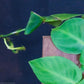 Rhaphidophora Hayi - Gold Leaf Botanicals