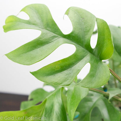 Mini Monstera (Rhaphidophora Tetrasperma) For Sale