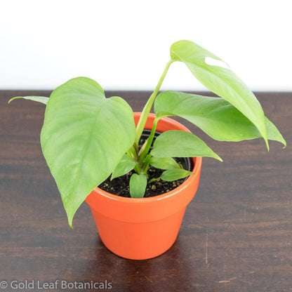 Mini Monstera (Rhaphidophora Tetrasperma) Toronto